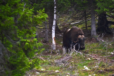 Musk ox approaching through trees